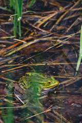 frog in the pond