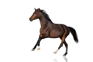Obraz na płótnie Canvas Horse in motion isolated