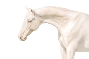 Akhal teke horse isolated on white