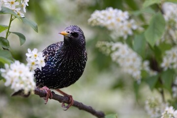 bird on a branch