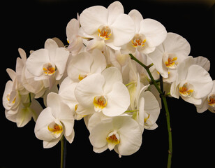 Naklejka na ściany i meble White Orchids on Black background, close up. 