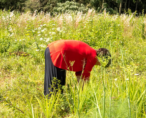 Woman wearing black pants and a red blouse, bending on a field, working in the garden.