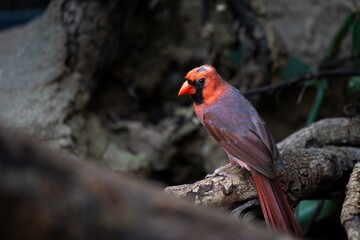 Roter exotischer Vogel in seinem natürlichen Habitat