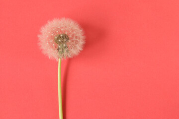 Dandelion on colored paper background. Dandelion seeds.