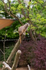 Erdmännchen im Zoo sitzt auf Ast