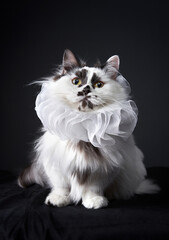 funny black and white munchkin cat like a pierrot. Pet on a black background in studio - obrazy, fototapety, plakaty