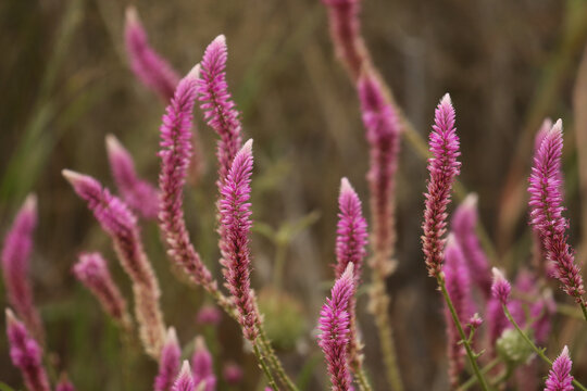 Purple Cat's Tail (Hermbstaedtia fleckii) in the Kgalagadi, South Africa