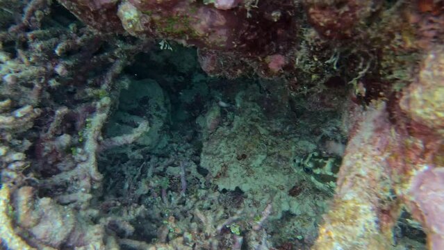 Potato Cod Bass Grouper in Great Barrier Reef corals. Australia wildlife marine