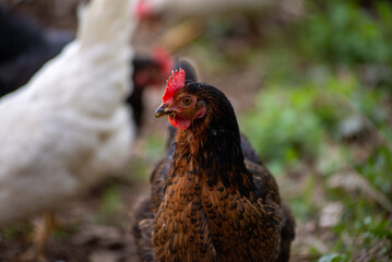 Primo piano di una gallina