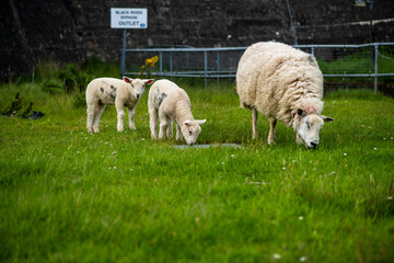 Fototapeta premium free range sheep