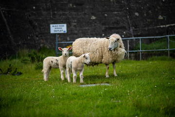 Naklejka premium free range sheep