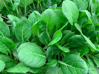 Green lettuce growing in a spring garden, fresh leaves of arly first vitamin vegetables, chineese steam cabbage