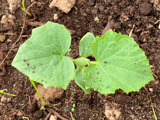 Young green cucumber seedling growing in soil in the garden in spring, growing organic vegetables and gardening concept