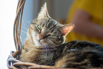 Lazy marble domestic cat lying and relaxing in the basket during sunny morning, focused expression, green lime eyes