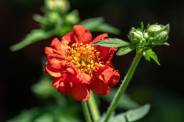 Geum coccineum bright orange red flowering plant in detail in the garden, petal dwarf orange avens  flower in bloom