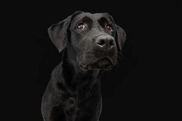 Fototapeta na wymiar Portrait black labrador retriver with serious expression. Isolated on dark background