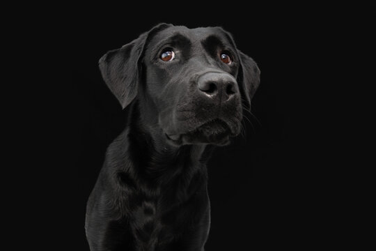 Portrait black labrador retriver with serious expression. Isolated on dark background