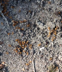 Red ants