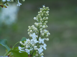 Fototapeta premium blossoming tree