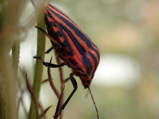 Bug Graphosoma italicum