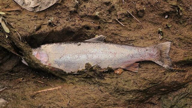 Salmon fish dead on the edge of the river.
After the salmon migrate upstream, they mate and die.
Salmon life cycle.
animals, animal.
Wild nature, wildlife