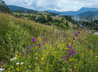 Obraz premium Carpathian mountain countryside summer meadows with beautiful wild flowers
