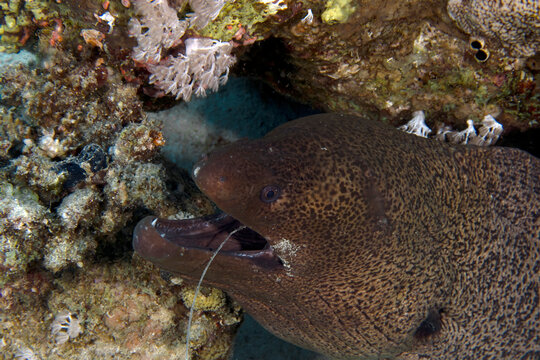 A Giant Moray Eel (Gymnothorax javanicus) with some discarded fishing line in it's mouth, in the Red Sea, Egypt