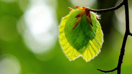 young, green leaf on the branch