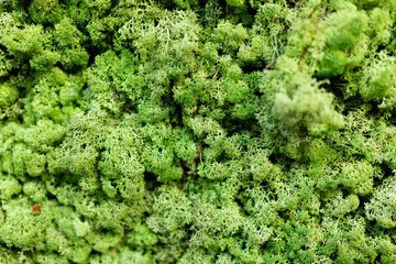 Moss wall, green lichen wall trim