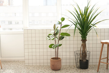 Ficus plants and palm trees against a white wall against the background of a balcony window. Modern interior design. High quality photo