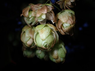 Humulus female blossoms isolated