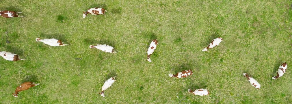 Aerial view of cows in a filed