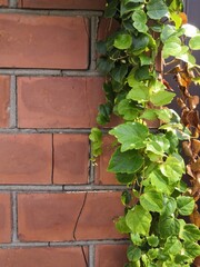 Natural desktop background green leaves of a climbing hedera plant on a red old brick wall.