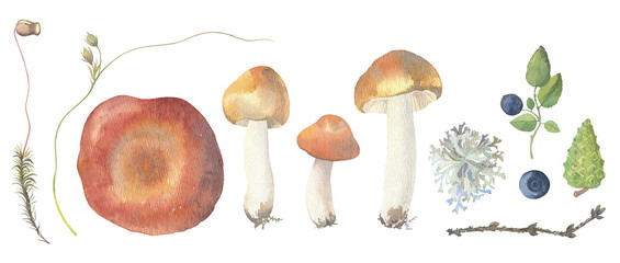 Watercolor set with russula and forest plants - obrazy, fototapety, plakaty