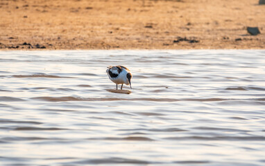 Water bird pied avocet, Recurvirostra avosetta, feeding in the lake. The pied avocet is a large black and white wader with long, upturned beak