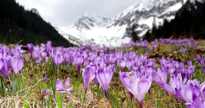 4k video. Beautiful crocus purple flowers, part of Iridaceae family, filmed in the mountains area in a beautiful landscape with mountains in background covered by snow.