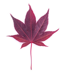 Klon Japoński, czerwony liść na białym tle - obrazy, fototapety, plakaty