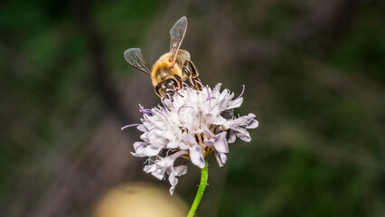 Bee 152