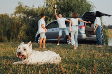 West Highland White Terrier Dog Laying on Grass on the Background of Four Members Family Playing with Ball, Weekend Road Trip on Minivan Car