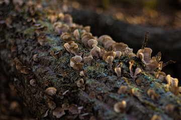 Mushroom/Fungi on Log