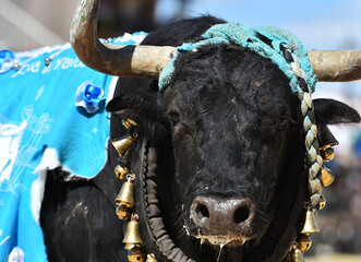 una cabeza de un enorme toro en un espectaculo tradicional en españa