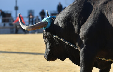 una cabeza de un enorme toro en un espectaculo tradicional en españa