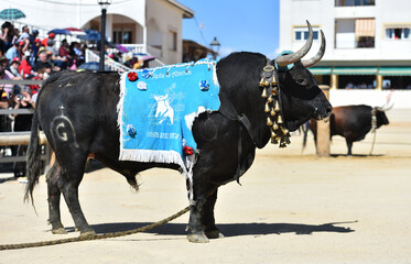 un toro español enj un espectaculo de toreo en una plaza de toros