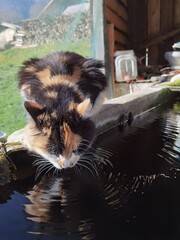 cat