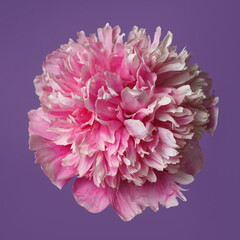Beautiful rose-shaped peony flower in pink color isolated on purple background.