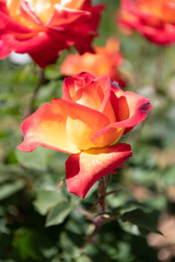 Fototapeta premium orange color rose flower blooming in summer
