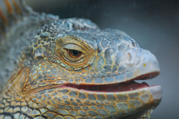 Nice iguana portrait close up macro nature lizard reptile