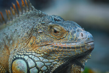Nice iguana portrait close up macro nature lizard reptile