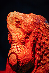 Nice iguana portrait close up macro nature lizard reptile