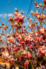 magnolia, kwiaty magnolii, krzew magnolii - obrazy, fototapety, plakaty